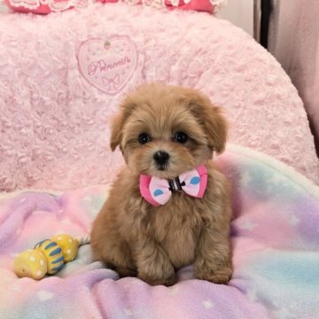 ミックス(トイプードル×ミックス)【沖縄県・女の子・2025年8月29日・アプリコット】の写真「お目目パッチリ！こぶりですごく可愛い子！！」