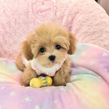 ミックス(トイプードル×ミックス)【沖縄県・女の子・2025年8月29日・アプリコット】の写真「お目目パッチリ！こぶりですごく可愛い子！！」