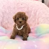 タイニープードル