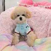 ティーカッププードル