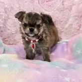 チワワ(ロング)