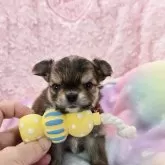 チワワ(ロング)