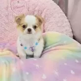 チワワ(ロング)