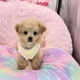 チワプー(チワワ×トイプードル)【沖縄県・男の子・2024年8月28日・フォーン】の写真1「少しお兄ちゃんになりましたよ～」