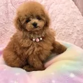 ティーカッププードル