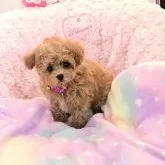 ティーカッププードル