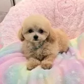 ティーカッププードル