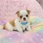 チワワ(ロング)