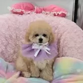ティーカッププードル