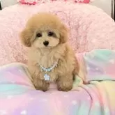 ティーカッププードル