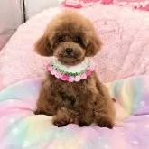 タイニープードル