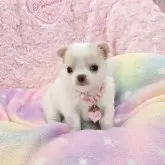 チワワ(ロング)
