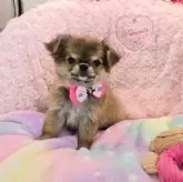 チワワ(ロング)