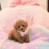 ティーカッププードル【沖縄県・女の子・2025年9月12日・アプリコット】の写真2