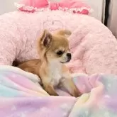 チワワ(ロング)【沖縄県・男の子・2025年8月18日・フォーン&ホワイト】の写真3