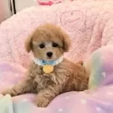 ティーカッププードル【沖縄県・男の子・2025年9月10日・アプリコット】の写真3