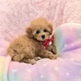 タイニープードル【沖縄県・女の子・2025年9月12日・アプリコット】の写真3
