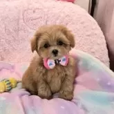 ミックス(トイプードル×ミックス)【沖縄県・女の子・2025年8月29日・アプリコット】の写真3