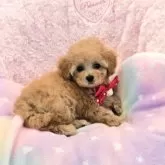 タイニープードル【沖縄県・女の子・2025年9月12日・アプリコット】の写真4
