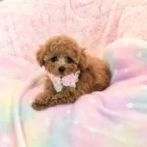 ティーカッププードル【沖縄県・女の子・2025年9月12日・アプリコット】の写真4