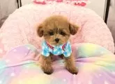 ティーカッププードル【沖縄県・男の子・2024年8月29日・アプリコット】の写真4