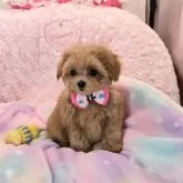 ミックス(トイプードル×ミックス)【沖縄県・女の子・2025年8月29日・アプリコット】の写真5