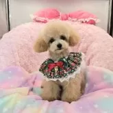 ティーカッププードル【沖縄県・男の子・2025年6月25日・クリーム又は薄めアプリコット】の写真8