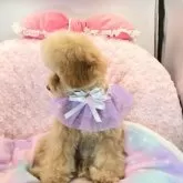 タイニープードル【沖縄県・男の子・2025年6月21日・アプリコット】の写真8