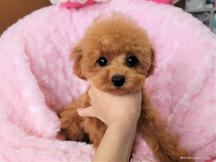 ID:2103-02339の子犬