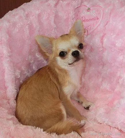ID：1704-01263の子犬