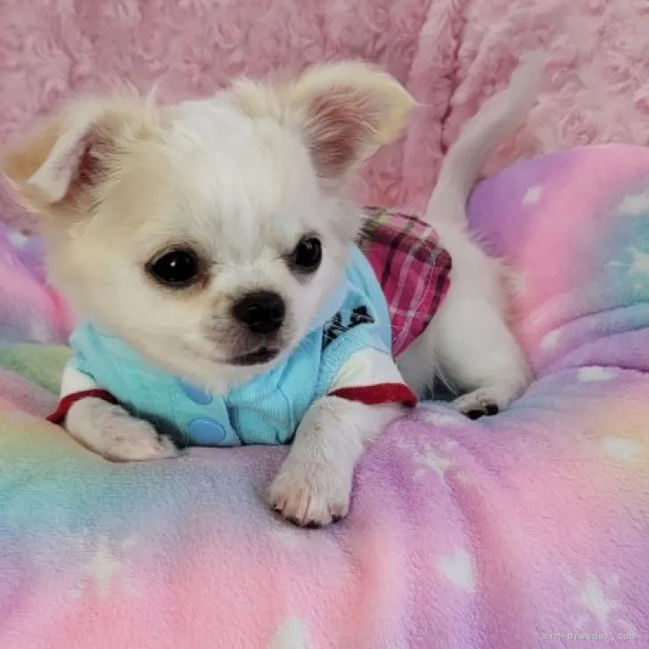 ウィズ 様のお迎えした子犬