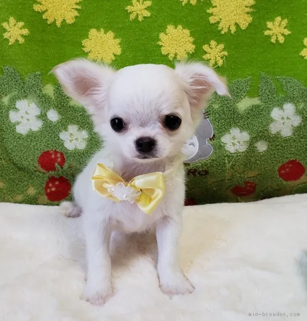 ID:1810-00405の子犬