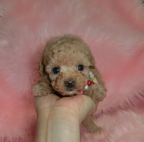 ID：1403-00892の子犬