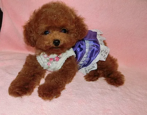 ID：1610-01353の子犬