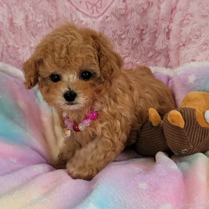 ID:2403-02221の子犬