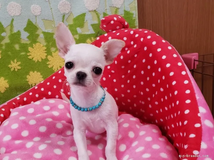 ID：2001-01020の子犬