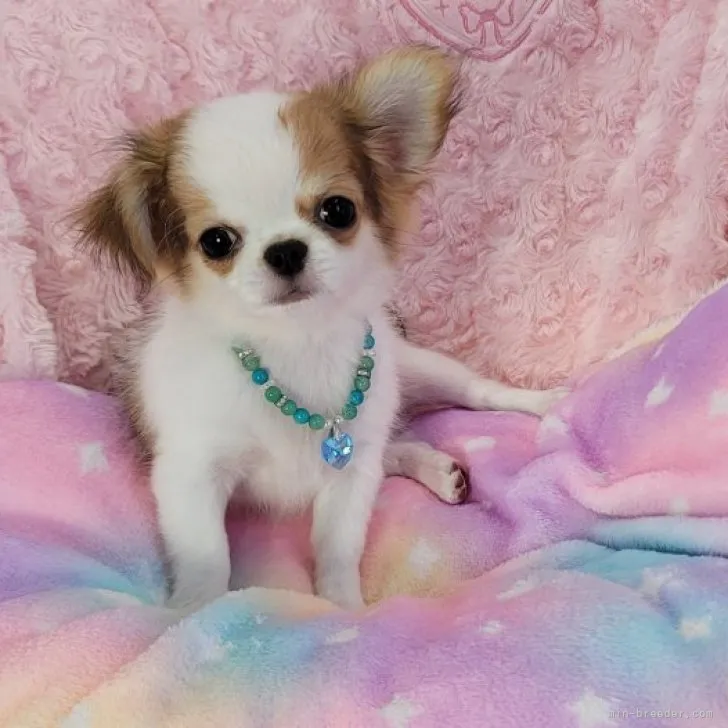 ID：2309-06595の子犬