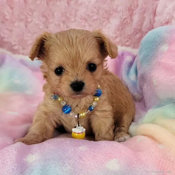 ID：2405-00200の子犬