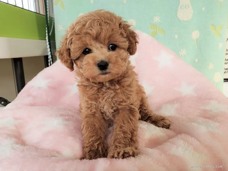 ID：2010-03172の子犬