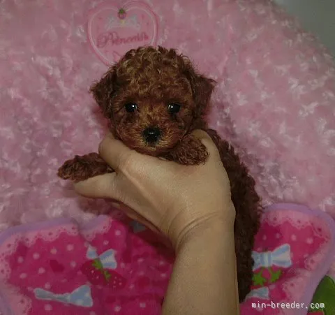 ID：1512-00573の子犬