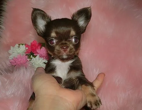 ID:1409-00200の子犬