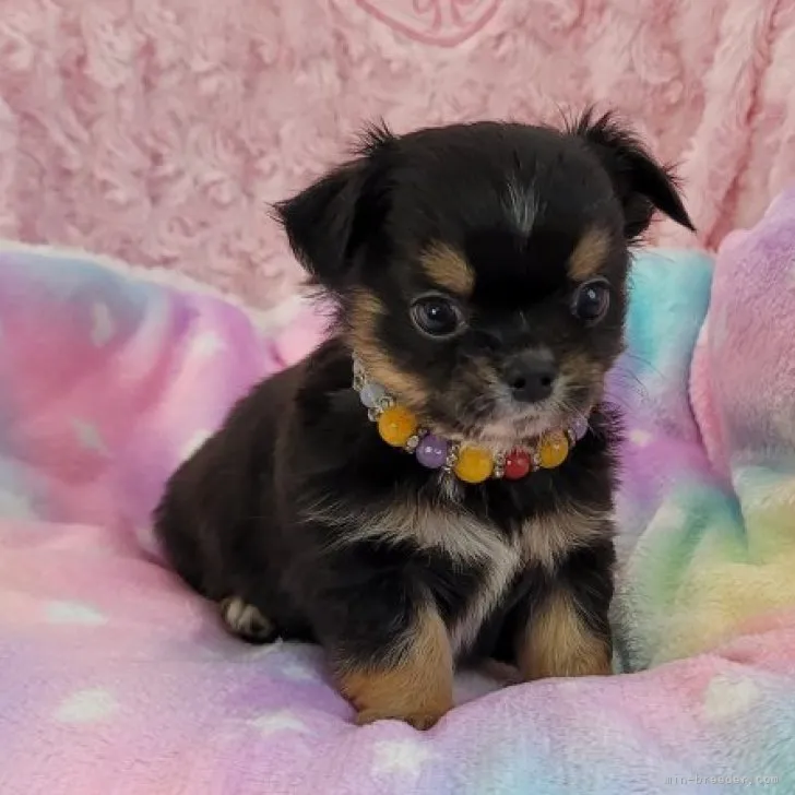 ID:2308-03427の子犬