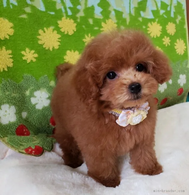 ふぃん 様のお迎えした子犬
