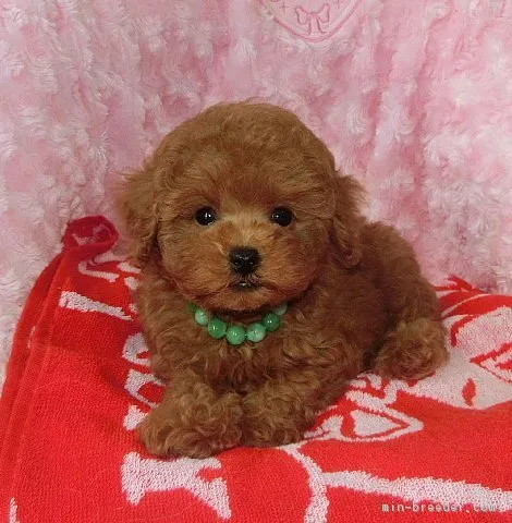 ID：1709-02572の子犬