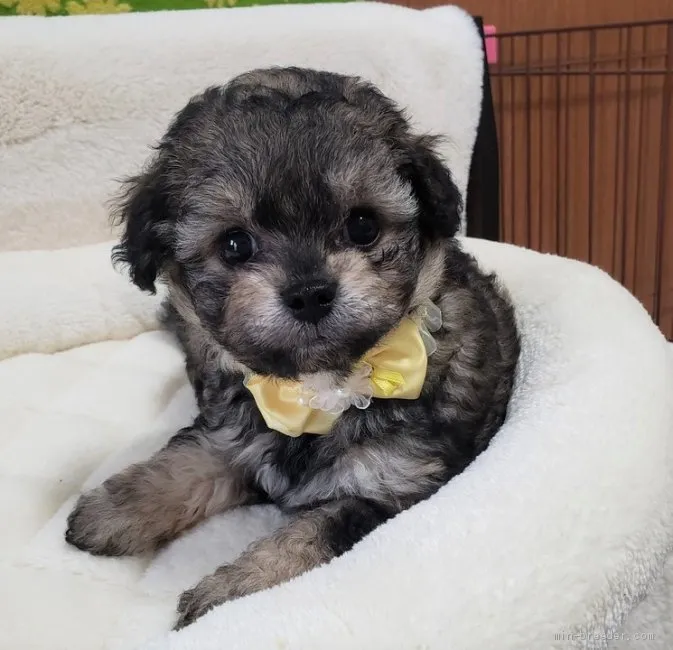 ID：1906-00420の子犬