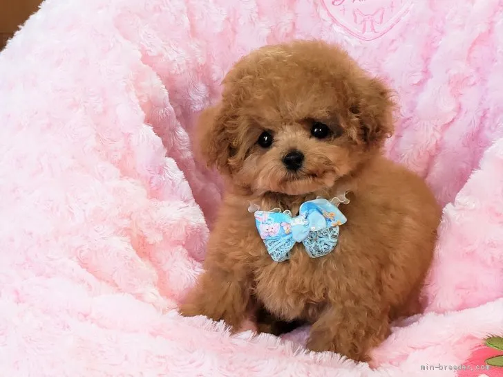 ID：2002-01700の子犬