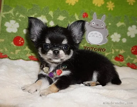 ID:1803-00941の子犬
