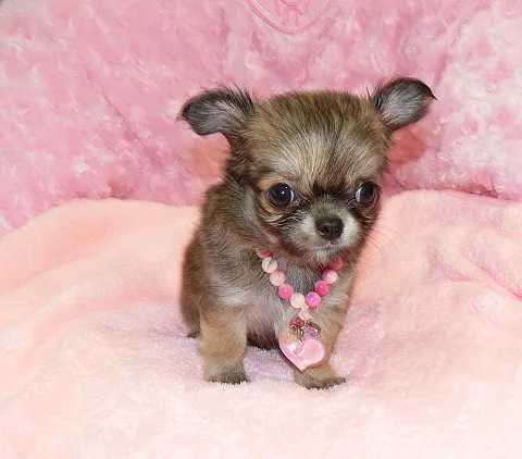 ID:1609-01708の子犬