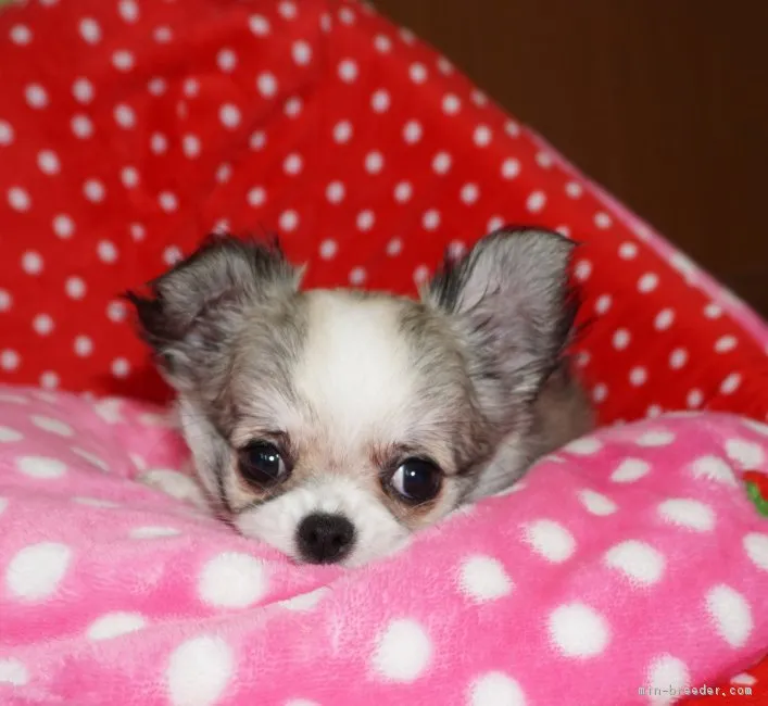 ID：1902-01500の子犬