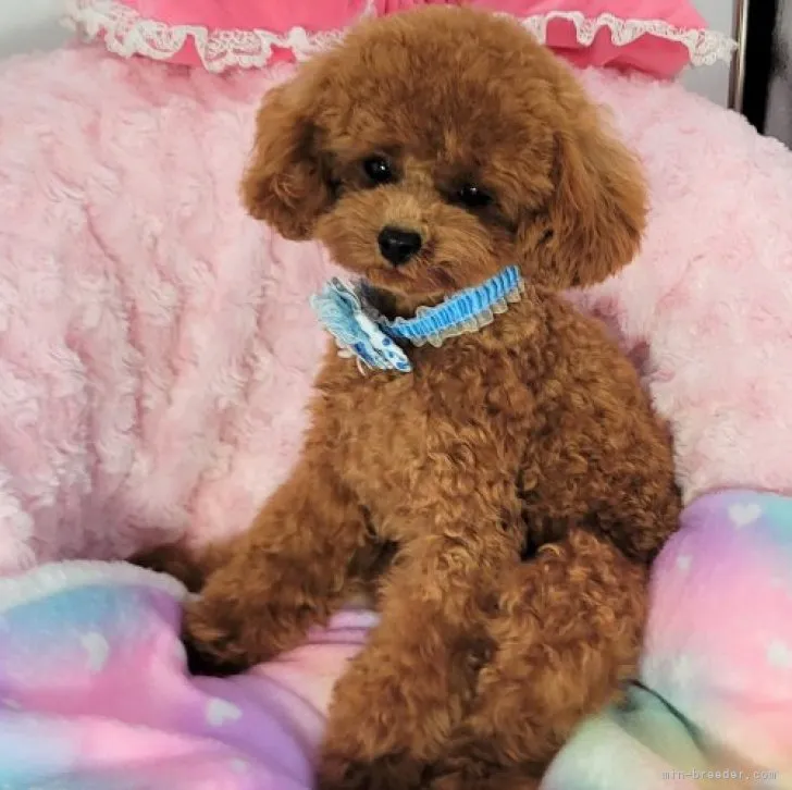 ID：2301-01757の子犬